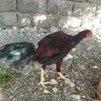 خروس لاری تاج پرس وجوجه لاری اصل