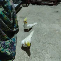 عروس هلندی