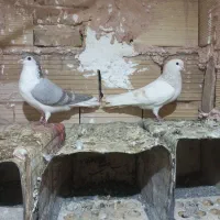 کبوتر جفتگاه|پرنده|سبزوار, امیر کبیر|دیوار