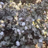 کارکر پات چقندر   پات باقله ۱۵نفر روستای براب دارم