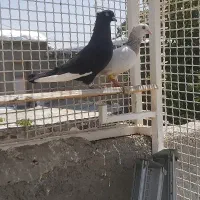 کبوتر قارا
