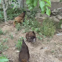 فروش مرغ زنده