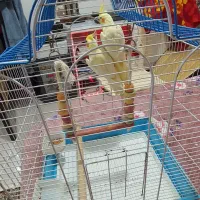 عروس هلندی|پرنده|بندرعباس, |دیوار