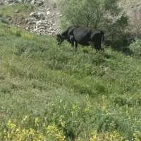 گاو
