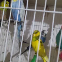 مرغ عشق انگلسی جفتی 400|پرنده|تربت جام, یحیی آباد|دیوار