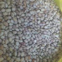 لوبیا چیتی درجه یک بوجاری شده|خوردنی و آشامیدنی|شیراز, ملاصدرا|دیوار