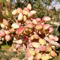 بهترین پسته از خود تولید کننده