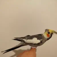 عروس هلندی دو عدد نر سخنگو و یک عدد ماده و قفس|پرنده|ساوه, |دیوار