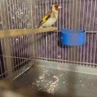 سیره قیره سه ساله خوش صدا تازه تخت|پرنده|سقز, |دیوار