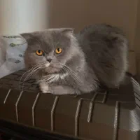 گربه اسکاتیش نر جهت جفت گیری