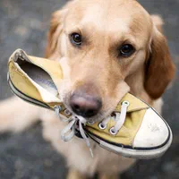 آموزش سگ - مربی سگ - تربیت سگ - رفتار شناس سگ|خدمات آموزشی|پرند, فاز ۲|دیوار