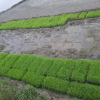 توم هاشمی
