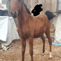 کره نریان کره سالار فرخشهر