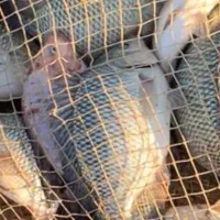 ماهی تیلاپیا|ماهی|شاهرود, |دیوار