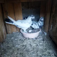 چند جفت مایه کفتر بدلیل جمع آوری