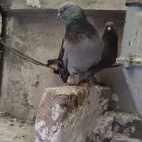 دو عدد کفتر ترکیه نر و چند عدد جوجه ترکیه و ساکسون