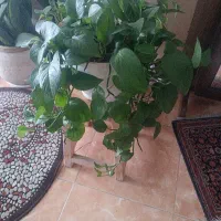 از گیاهان دیدن کنید و قیمت ها رو  مقایسه