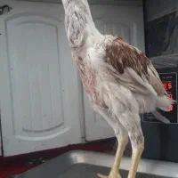جوجه خروس لاری تاج مهر ۵ونیم ماهه