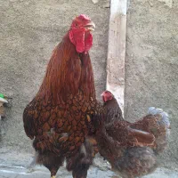 یه جفت ویاندوت بلورد درجه یک
