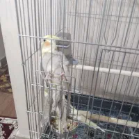 عروس پاریس|پرنده|اهواز, کوی مهدیس|دیوار