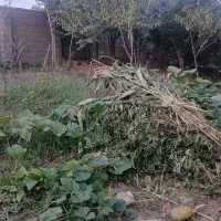 فروش زمین نسق بنجاق ۲۴۰متری کوی طالقانی
