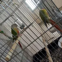 گرینچیک آناناسی مولد تضمینی|پرنده|تبریز, |دیوار