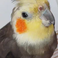 عروس هلندی سخنگو