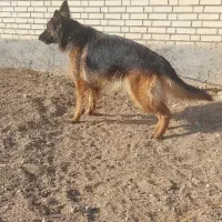 ژرمن /پلیسی/آموزش دیده