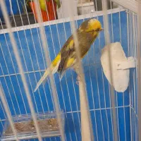 قناری سوپر ابلغ نر