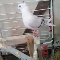 پشتدار کاغذی ماده|پرنده|تاکستان, |دیوار