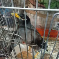 مرغ مینا زیبا باهوش|پرنده|فسا, |دیوار