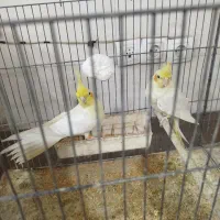 طوطی عروس هلندی