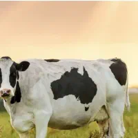 کارگر دامداری