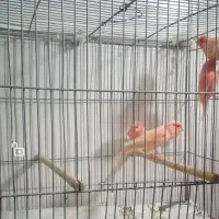 قناری سرخ نر|پرنده|شهرضا, |دیوار