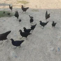 مرغ و جوجه محلی اصل سیاه