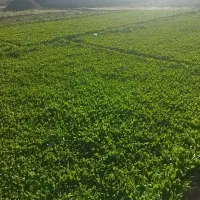 شاهی.نیشابور سبز وخوب