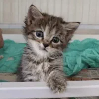 واگذاری گربه نر به خانواده با تجربه