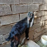 کارون|حیوانات مزرعه|کارون, |دیوار