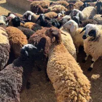 بره پرواری تک ب قیمت عمده