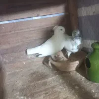 کبوتر|پرنده|سنگر, |دیوار