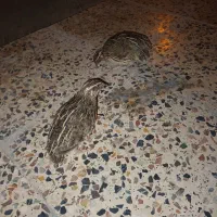 بلدرچین