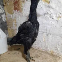 جوجه مرغ اوشامو یتیغ آلمانی خالص