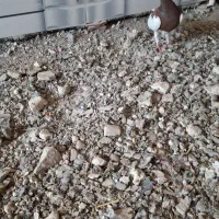 کفتر یهودی سرخ|پرنده|تربت جام, مسکن مهر|دیوار