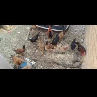 مرغ و خروس