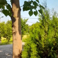 فروش خانه ویلایی ۸۰ متری در باغ ۲۰۰۰ متری|فروش خانه و ویلا|رشت, آب و برق|دیوار