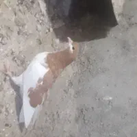 کفتر