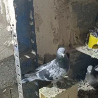 کبوترترکیه|حیوانات|میاندوآب, |دیوار