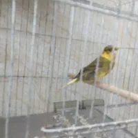 قناری نر و ماده
