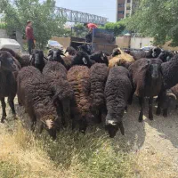 حمـل ارســال رایگان دام زنده همراه باباسکول محل