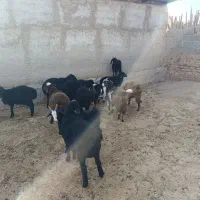 بره شیر مست با۵عدد بزغاله شیرمست|حیوانات مزرعه|زاویه, |دیوار